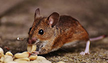 24 Hour & Emergency Exterminators in Sinai, SD